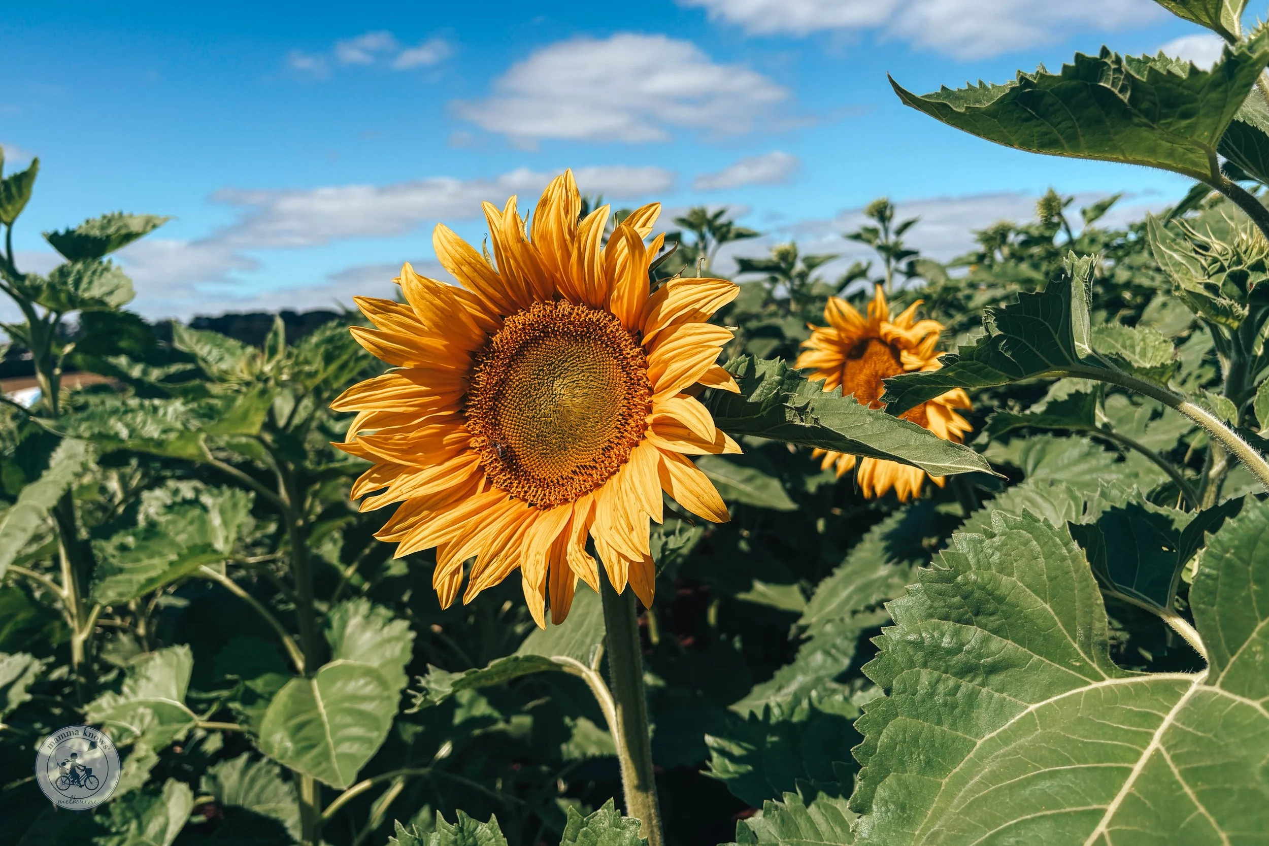 A Farm Full of Sunshine - U-Pick Sunflowers @ Girasole Yarra